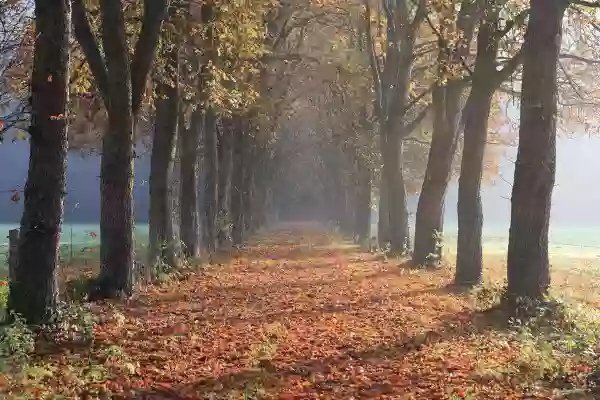 Foto de natureza ilustrativa do versículo da Bíblia: Daniel 2:14 - Então Daniel falou avisada e prudentemente a Arioque, capitão da guarda do rei, que tinha saído para matar os sábios de Babilônia;