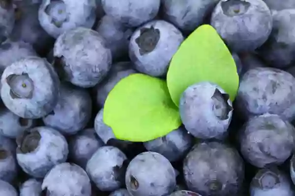 Foto de natureza ilustrativa do versículo da Bíblia: Levítico 7:9 - Igualmente toda oferta de cereais que se assar ao forno, como tudo o que se preparar na frigideira e na assadeira, pertencerá ao sacerdote que a oferecer.