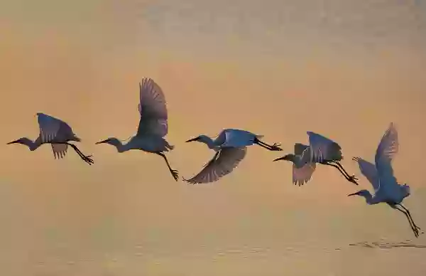 Foto de natureza ilustrativa do versículo da Bíblia: Mateus 15:9 - Mas em vão me adoram, ensinando como doutrinas os mandamentos de homens.