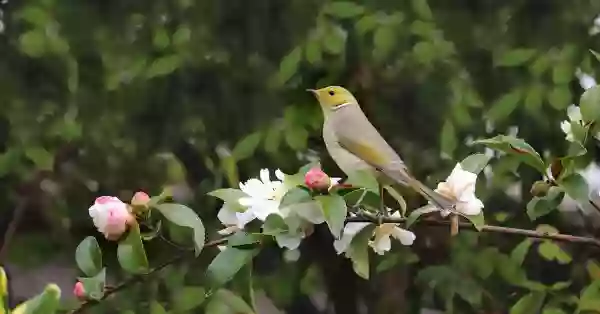 Foto de natureza ilustrativa do versículo da Bíblia: Mateus 10:20 - Porque não sois vós que falais, mas o Espírito de vosso Pai é que fala em vós.