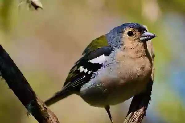 Foto de natureza ilustrativa do versículo da Bíblia: Colossenses 4:7 - Tíquico, o irmão amado, fiel ministro, e conservo no Senhor, vos fará conhecer a minha situação;