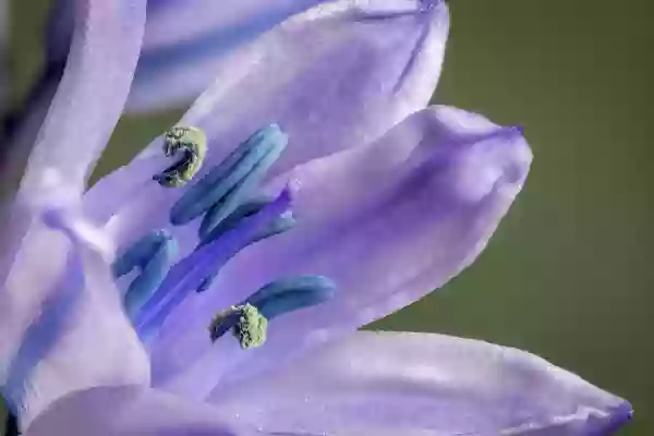 Foto de natureza ilustrativa do versículo da Bíblia: Oséias 8:1 - Põe a trombeta à tua boca. Ele vem como águia contra a casa do Senhor; porque eles transgrediram o meu pacto, e se rebelaram contra a minha lei.