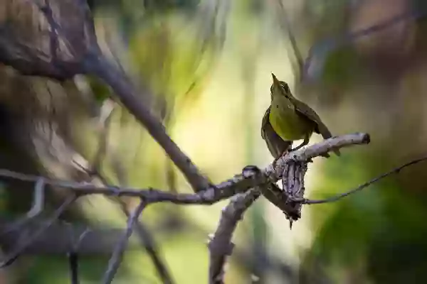 Foto de natureza ilustrativa do versículo da Bíblia: Oséias 10:11 - Porque Efraim era uma novilha domada, que gostava de trilhar; e eu poupava a formosura do seu pescoço; mas porei arreios sobre Efraim; Judá lavrará; Jacó desfará os torrões.