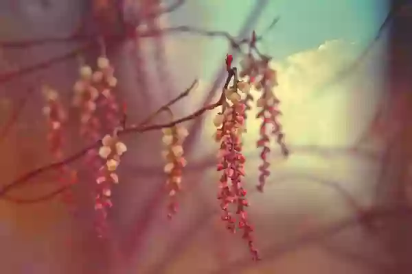 Foto de natureza ilustrativa do versículo da Bíblia: Daniel 3:2 - Então o rei Nabucodonozor mandou ajuntar os sátrapas, os prefeitos, os governadores, os conselheiros, os tesoureiros, os juízes, os magistrados, e todos os oficiais das províncias, para que viessem à dedicação da estátua que ele fizera levantar.