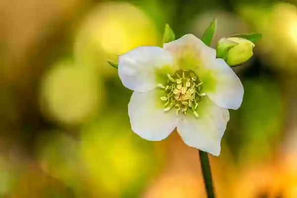 Foto de natureza ilustrativa do versículo da Bíblia: Isaías 41:26 - Quem anunciou isso desde o princípio, para que o possamos saber? Ou dantes, para que digamos: Ele é justo? Mas não há quem anuncie, nem tampouco quem manifeste, nem tampouco quem ouça as vossas palavras.