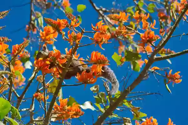 Foto de natureza ilustrativa do versículo da Bíblia: Daniel 3:17 - Eis que o nosso Deus, a quem servimos, pode nos livrar da fornalha de fogo ardente; e ele nos livrará da tua mão, ó rei.
