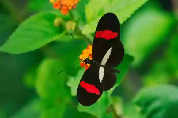 Foto de natureza ilustrativa do versículo da Bíblia: Daniel 2:11 - A coisa que o rei requer é difícil, e ninguém há que a possa declarar ao rei, senão os deuses, cuja morada não é com a carne mortal.