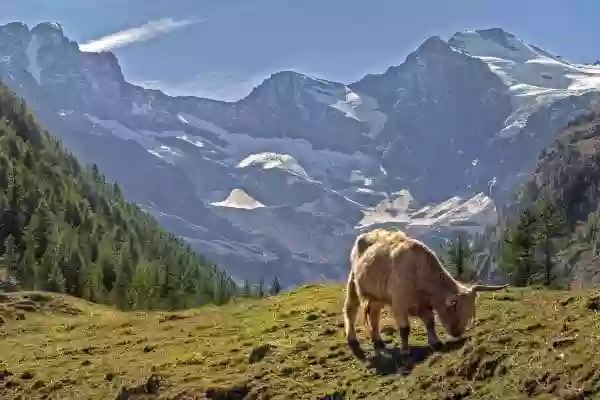 Foto de natureza ilustrativa do versículo da Bíblia: Levítico 8:5 - E disse Moisés à congregação: Isto é o que o Senhor ordenou que se fizesse.