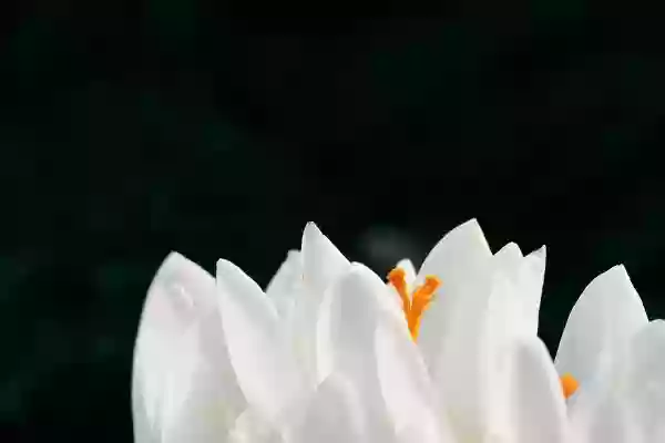 Foto de natureza ilustrativa do versículo da Bíblia: Levítico 7:30 - Com as próprias mãos trará as ofertas queimadas do Senhor; o peito com a gordura trará, para movê-lo por oferta de movimento perante o Senhor.