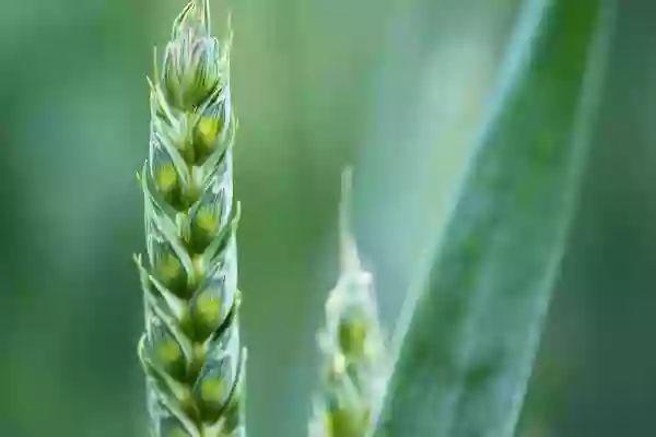 Foto de natureza ilustrativa do versículo da Bíblia: Levítico 8:6 - Então Moisés fez chegar Arão e seus filhos, e os lavou com água,