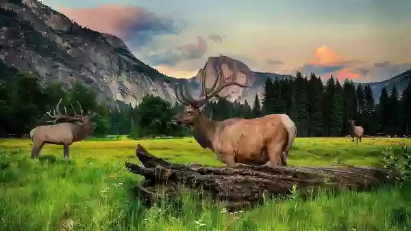 Foto de natureza ilustrativa do versículo da Bíblia: Daniel 4:6 - Portanto expedi um decreto, que fossem introduzidos à minha presença todos os sábios de Babilônia, para que me fizessem saber a interpretação do sonho.