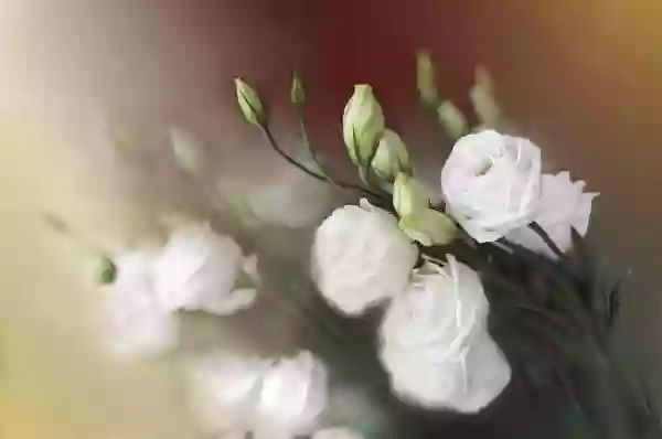 Foto de natureza ilustrativa do versículo da Bíblia: Mateus 13:47 - Também, o reino dos céus é semelhante a uma rede que foi lançada ao mar e recolheu de todas as espécies.