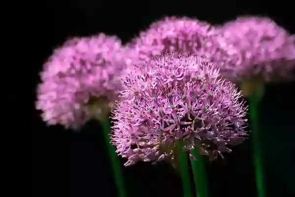 Foto de natureza ilustrativa do versículo da Bíblia: Levítico 7:29 - Fala aos filhos de Israel, dizendo: Quem oferecer sacrifício de oferta pacífica ao Senhor trará ao Senhor a respectiva oblação da sua oferta pacífica.