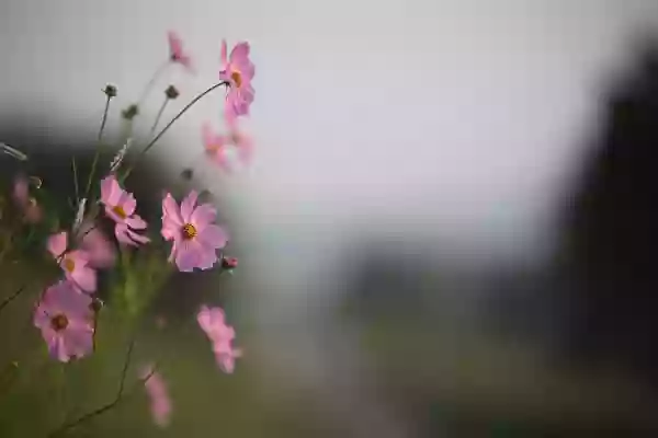 Foto de natureza ilustrativa do versículo da Bíblia: Isaías 41:12 - Quanto aos que pelejam contigo, buscá-los-ás, mas não os acharás; e os que guerreiam contigo tornar-se-ão em nada e perecerão.