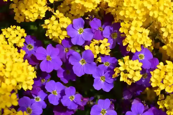 Foto de natureza ilustrativa do versículo da Bíblia: Daniel 1:14 - Assim ele lhes atendeu o pedido, e os experimentou dez dias.