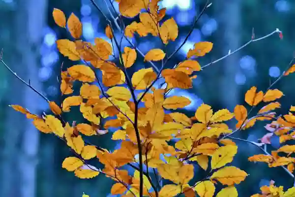 Foto de natureza ilustrativa do versículo da Bíblia: Mateus 10:16 - Eis que vos envio como ovelhas para o meio de lobos; portanto, sede prudentes como as serpentes e inofensivos como as pombas.