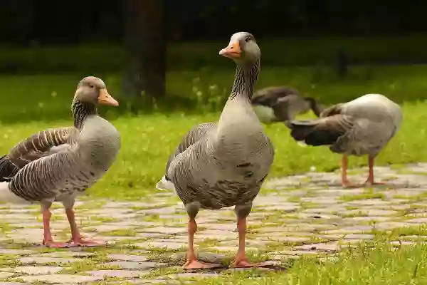 Foto de natureza ilustrativa do versículo da Bíblia: Mateus 12:15 - Jesus, percebendo isso, retirou-se dali. E grandes multidões o seguiram, e ele curou a todos eles,