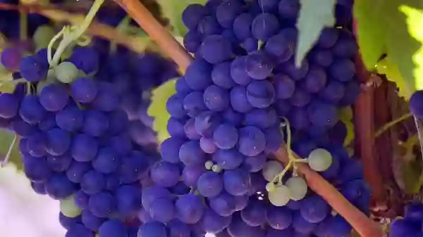 Foto de natureza ilustrativa do versículo da Bíblia: Levítico 9:8 - Arão, pois, chegou-se ao altar, e imolou o bezerro que era a sua própria oferta pelo pecado.
