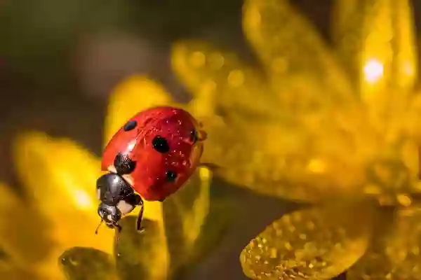Foto de natureza ilustrativa do versículo da Bíblia: Levítico 8:31 - E disse Moisés a Arão e seus filhos: Cozei a carne à porta da tenda da revelação; e ali a comereis com o pão que está no cesto da consagração, como ordenei, dizendo: Arão e seus filhos a comerão.