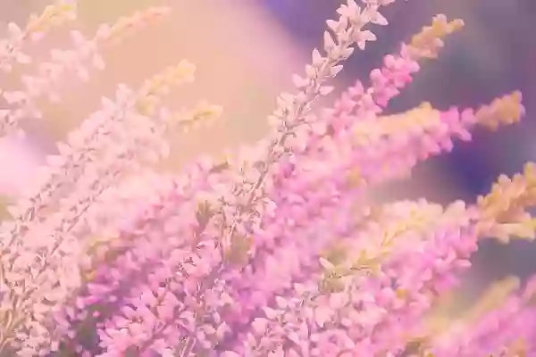 Foto de natureza ilustrativa do versículo da Bíblia: Isaías 41:12 - Quanto aos que pelejam contigo, buscá-los-ás, mas não os acharás; e os que guerreiam contigo tornar-se-ão em nada e perecerão.