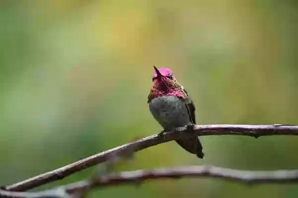 Foto de natureza ilustrativa do versículo da Bíblia: Levítico 7:5 - e o sacerdote os queimará sobre o altar em oferta queimada ao Senhor; é uma oferta pela culpa.