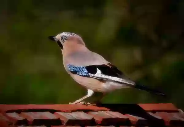Foto de natureza ilustrativa do versículo da Bíblia: Levítico 7:27 - Toda pessoa que comer algum sangue será extirpada do seu povo.