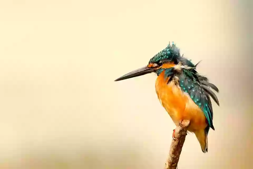 Foto de natureza ilustrativa do versículo da Bíblia: Levítico 8:4 - Fez, pois, Moisés como o Senhor lhe ordenara; e a congregação se reuniu à porta da tenda da revelação.