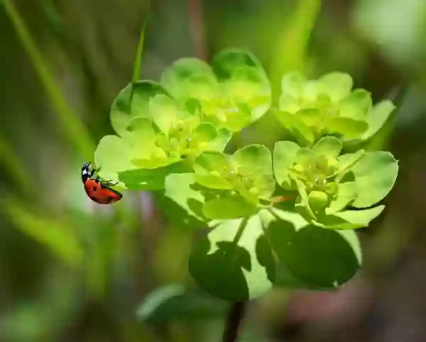 Foto de natureza ilustrativa do versículo da Bíblia: Levítico 8:17 - Mas o novilho com o seu couro, com a sua carne e com o seu excremento, queimou-o com fogo fora do arraial; como o Senhor lhe ordenara.