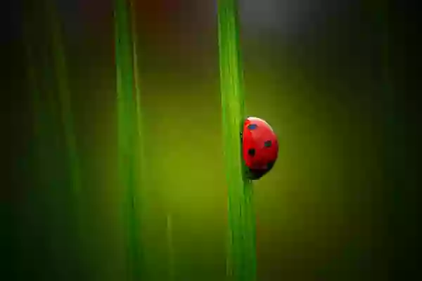 Foto de natureza ilustrativa do versículo da Bíblia: Daniel 4:8 - Por fim entrou na minha presença Daniel, cujo nome é Beltessazar, segundo o nome do meu deus, e no qual há o Espírito dos deuses santos; e eu lhe contei o sonho, dizendo: