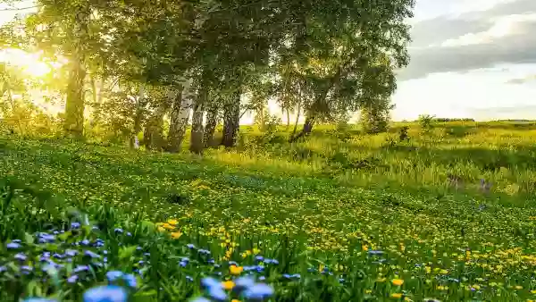 Foto de natureza ilustrativa do versículo da Bíblia: Mateus 18:27 - Então o senhor daquele servo, movido de compaixão, o soltou e perdoou-lhe a dívida.