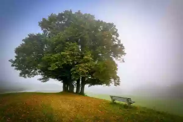 Foto de natureza ilustrativa do versículo da Bíblia: Levítico 9:18 - Imolou também o boi e o carneiro em sacrifício de oferta pacífica pelo povo. E os filhos de Arão entregaram-lhe o sangue, que ele aspergiu sobre o altar em redor,
