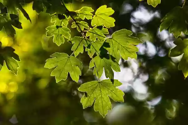 Foto de natureza ilustrativa da maravilhosa Palavra de Deus: João 1:3-4 » Todas as coisas foram feitas por intermédio dele, e sem ele nada do que foi feito se fez. Nele estava a vida, e a vida era a luz dos homens. <a href="http://estudos.org">estudos.org</a>