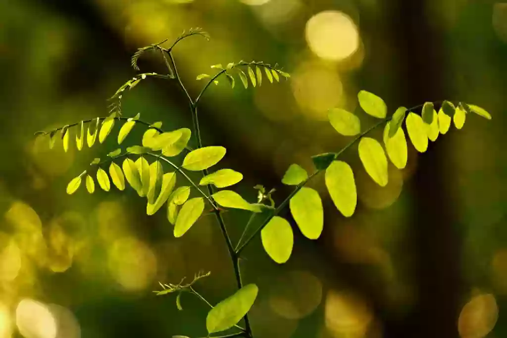 Foto de natureza ilustrativa da maravilhosa Palavra de Deus: 1 Cronicas 16:11 » Buscai ao Senhor e a sua força; buscai a sua face continuamente. <a href="http://estudos.org">estudos.org</a>