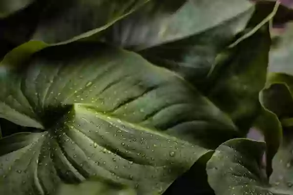 Foto de natureza ilustrativa do versículo da Bíblia: Isaías 41:10 - não temas, porque eu sou contigo; não te assombres, porque eu sou teu Deus; eu te fortaleço, e te ajudo, e te sustento com a destra da minha justiça.