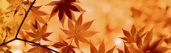Foto de natureza ilustrativa do versículo da Bíblia: Colossenses 1:14 - em quem temos a redenção pelo seu sangue, a saber, o perdão dos pecados;