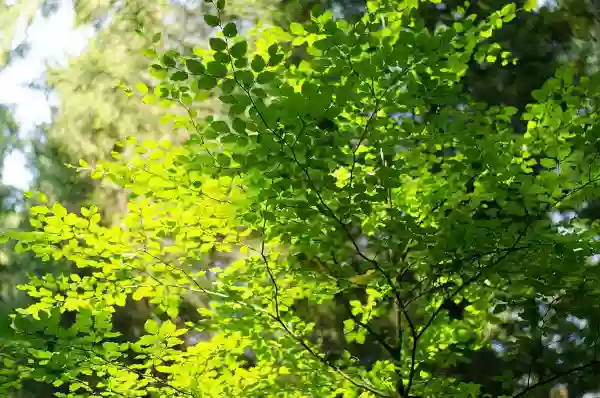 Foto de natureza ilustrativa do versículo da Bíblia: Isaías 41:8 - Mas tu, ó Israel, servo meu, tu Jacó, a quem escolhi, descendência de Abraão,