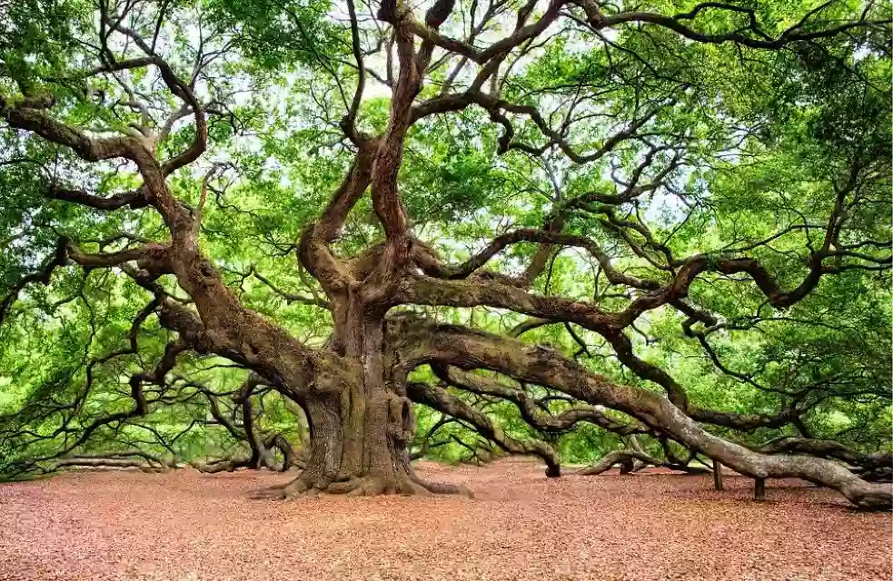 Foto de natureza ilustrativa do versículo da Bíblia: Oséias 6:11 - Também para ti, ó Judá, ele determinou uma colheita, quando eu retornei o cativeiro do meu povo.