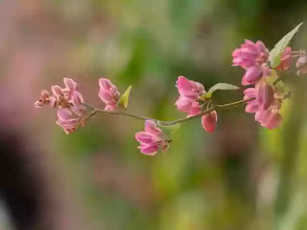 Foto de natureza ilustrativa do versículo da Bíblia: Daniel 3:25 - Disse ele: Eu, porém, vejo quatro homens soltos, que andam passeando dentro do fogo, e nenhum dano sofrem; e a aparência do quarto é semelhante ao Filho de Deus.