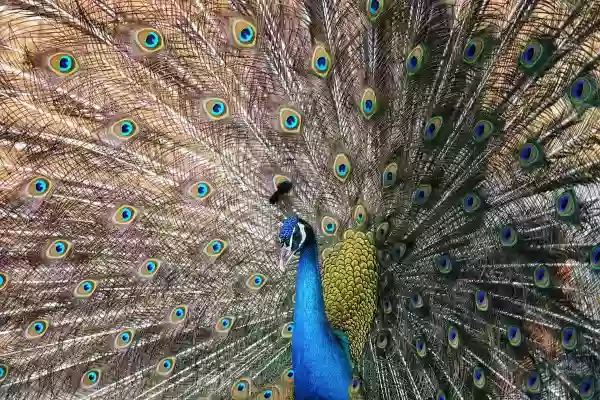 Foto de natureza ilustrativa do versículo da Bíblia: Oséias 2:9 - Portanto, tornarei a tirar o meu grão a seu tempo e o meu vinho no seu tempo determinado; e arrebatarei a minha lã e o meu linho, com que cobriam a sua nudez.