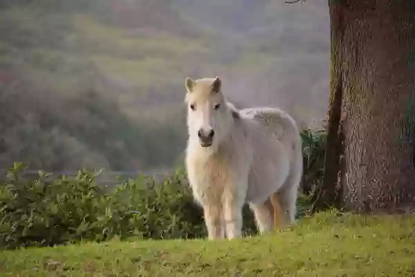 Foto de natureza ilustrativa do versículo da Bíblia: Levítico 8:1 - Disse mais o Senhor a Moisés: