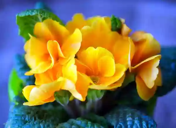 Foto de natureza ilustrativa do versículo da Bíblia: Isaías 41:6 - Um ajudou ao outro, e ao seu companheiro disse: Esforça-te.