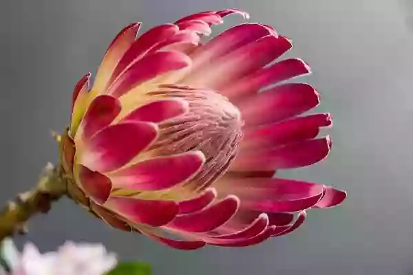 Foto de natureza ilustrativa do versículo da Bíblia: Filipenses 2:22 - Mas sabeis que provas deu ele de si; que, como um filho ao pai, ele serviu comigo no evangelho.