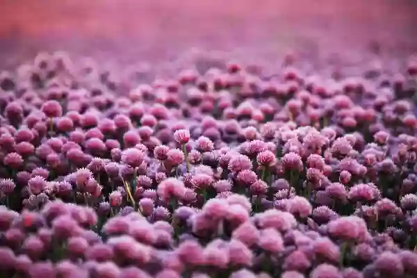 Foto de natureza ilustrativa do versículo da Bíblia: Daniel 3:25 - Disse ele: Eu, porém, vejo quatro homens soltos, que andam passeando dentro do fogo, e nenhum dano sofrem; e a aparência do quarto é semelhante ao Filho de Deus.