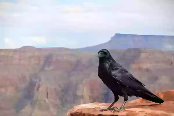 Foto de natureza ilustrativa do versículo da Bíblia: Levítico 8:10 - Então Moisés, tomando o óleo da unção, ungiu o tabernáculo e tudo o que nele havia, e os santificou;