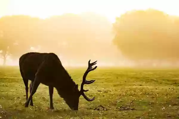 Foto de natureza ilustrativa do versículo da Bíblia: Levítico 8:33 - Durante sete dias não saireis da porta da tenda da revelação, até que se cumpram os dias da vossa consagração; porquanto por sete dias ele vos consagrará.
