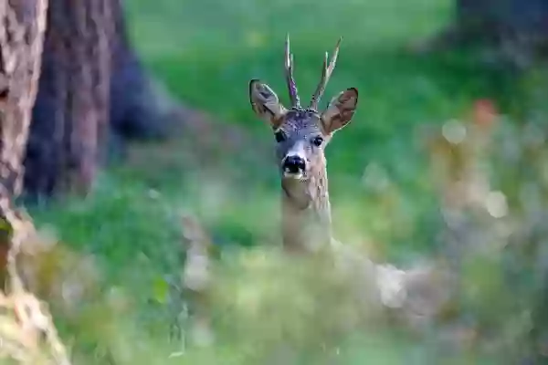 Foto de natureza ilustrativa do versículo da Bíblia: Daniel 11:37 - E não terá respeito aos deuses de seus pais, nem ao desejo de mulheres, nem a qualquer outro deus; pois sobre tudo se engrandecerá.