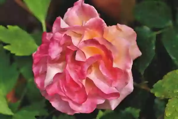 Foto de natureza ilustrativa do versículo da Bíblia: Oséias 4:16 - Porque como novilha obstinada se rebelou Israel; agora o Senhor os apascentará como a um cordeiro num lugar espaçoso.