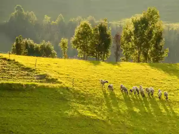 Foto de natureza ilustrativa do versículo da Bíblia: Levítico 6:21 - Numa assadeira se fará com azeite; bem embebida a trarás; em pedaços cozidos oferecerás a oferta de cereais por cheiro suave ao Senhor.