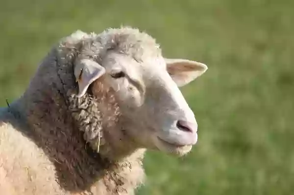 Foto de natureza ilustrativa do versículo da Bíblia: Levítico 9:21 - mas os peitos e a coxa direita, ofereceu-os Arão por oferta movida perante o Senhor, como Moisés tinha ordenado.