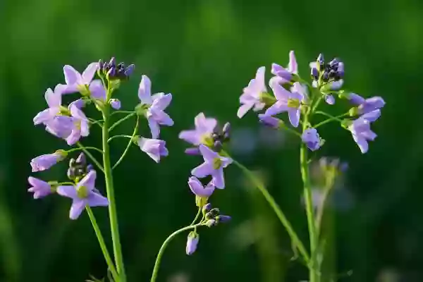 Foto de natureza ilustrativa do versículo da Bíblia: Mateus 14:2 - e disse a seus servos: Este é João Batista; ele ressuscitou dentre os mortos, e, por isso, nele operam poderes maravilhosos.